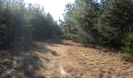 Photo of SOLD!!  63 Acres of Timber and Hunting Land For Sale in Caroline County VA!