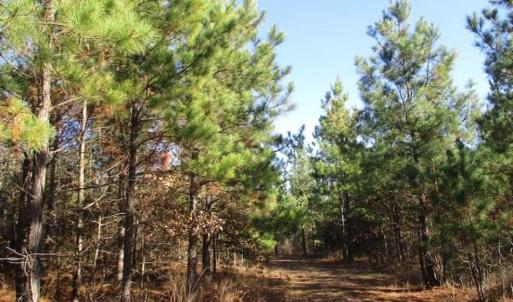 Photo of SOLD!!  63 Acres of Timber and Hunting Land For Sale in Caroline County VA!