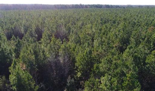 Photo of SOLD!!  63 Acres of Timber and Hunting Land For Sale in Caroline County VA!