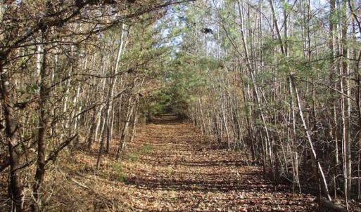Photo of SOLD!!  63 Acres of Timber and Hunting Land For Sale in Caroline County VA!