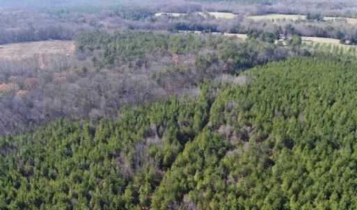 Photo of SOLD!!  63 Acres of Timber and Hunting Land For Sale in Caroline County VA!