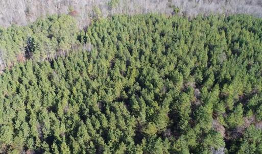 Photo of SOLD!!  63 Acres of Timber and Hunting Land For Sale in Caroline County VA!