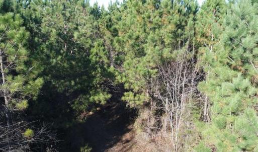 Photo of SOLD!!  63 Acres of Timber and Hunting Land For Sale in Caroline County VA!