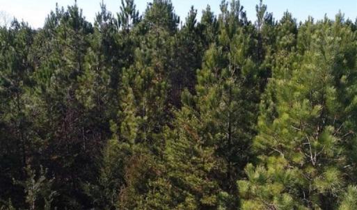 Photo of SOLD!!  63 Acres of Timber and Hunting Land For Sale in Caroline County VA!