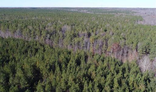 Photo of SOLD!!  63 Acres of Timber and Hunting Land For Sale in Caroline County VA!