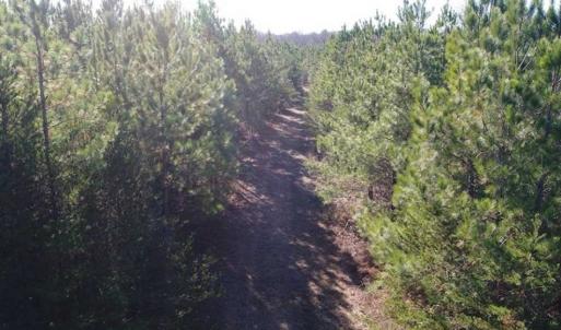 Photo of SOLD!!  63 Acres of Timber and Hunting Land For Sale in Caroline County VA!
