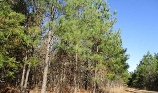 Photo of SOLD!!  63 Acres of Timber and Hunting Land For Sale in Caroline County VA!