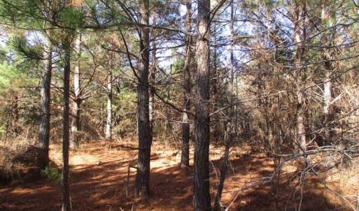 Photo of SOLD!!  63 Acres of Timber and Hunting Land For Sale in Caroline County VA!