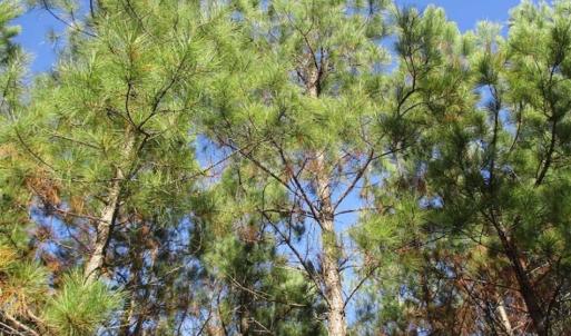 Photo of SOLD!!  63 Acres of Timber and Hunting Land For Sale in Caroline County VA!
