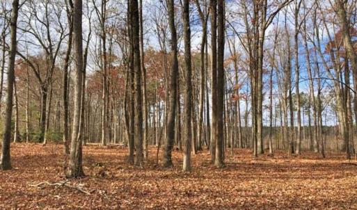 Photo of SOLD!  17 Acres of Hunting Land For Sale in Warren County NC!