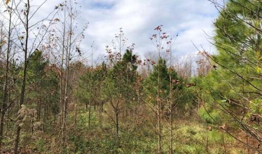 Photo of SOLD!  17 Acres of Hunting Land For Sale in Warren County NC!