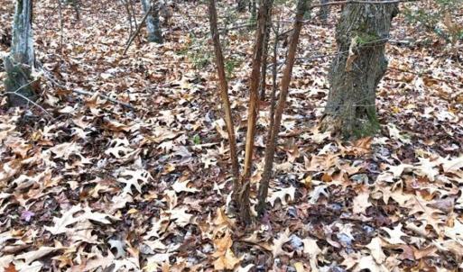 Photo of SOLD!  17 Acres of Hunting Land For Sale in Warren County NC!
