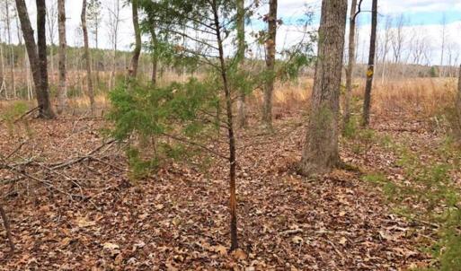 Photo of SOLD!  17 Acres of Hunting Land For Sale in Warren County NC!