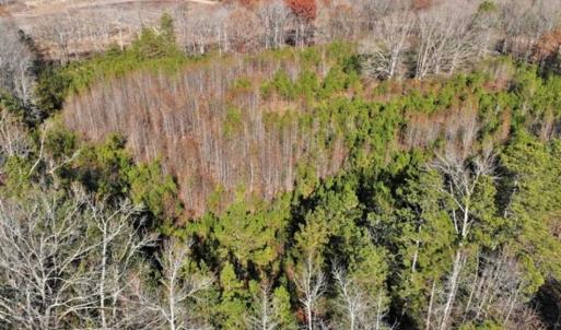 Photo of SOLD!  17 Acres of Hunting Land For Sale in Warren County NC!