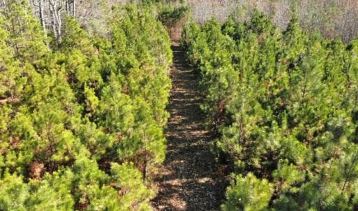 Photo of SOLD!  17 Acres of Hunting Land For Sale in Warren County NC!