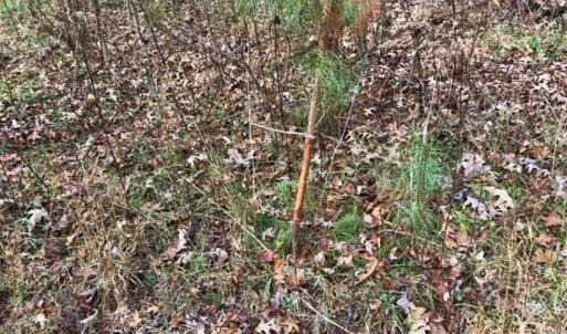 Photo of SOLD!  17 Acres of Hunting Land For Sale in Warren County NC!