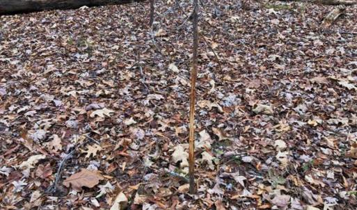 Photo of SOLD!  17 Acres of Hunting Land For Sale in Warren County NC!