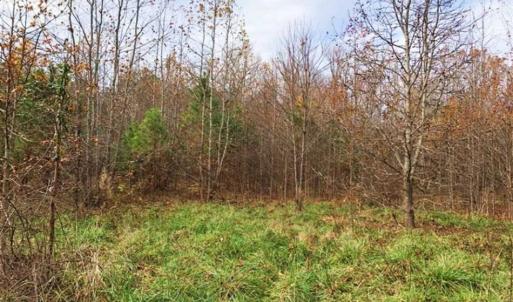 Photo of SOLD!  17 Acres of Hunting Land For Sale in Warren County NC!