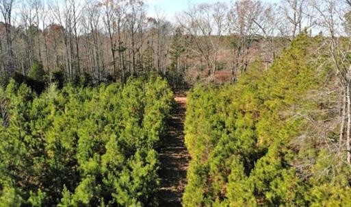 Photo of SOLD!  17 Acres of Hunting Land For Sale in Warren County NC!