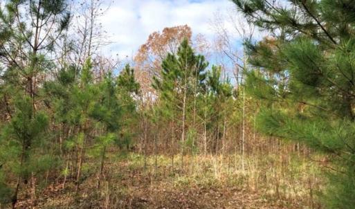 Photo of SOLD!  17 Acres of Hunting Land For Sale in Warren County NC!
