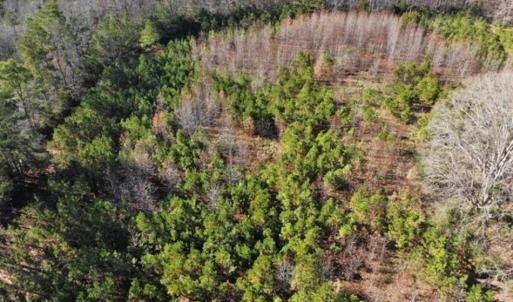 Photo of SOLD!  17 Acres of Hunting Land For Sale in Warren County NC!