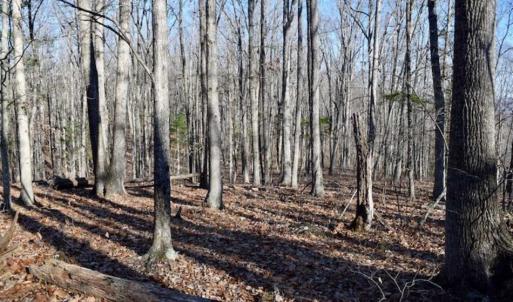 Photo of UNDER CONTRACT!!  68 Acres of Hunting and Recreational Land For Sale in Botetourt Co VA!