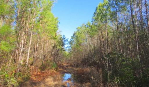 Photo of UNDER CONTRACT!!  12.25 Acres of Hunting Land For Sale in Scotland County NC!