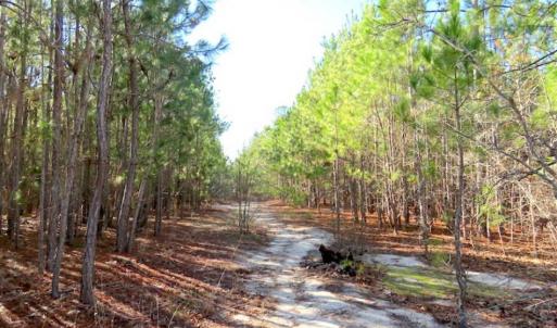 Photo of UNDER CONTRACT!!  12.25 Acres of Hunting Land For Sale in Scotland County NC!