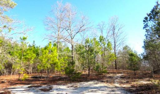 Photo of UNDER CONTRACT!!  12.25 Acres of Hunting Land For Sale in Scotland County NC!