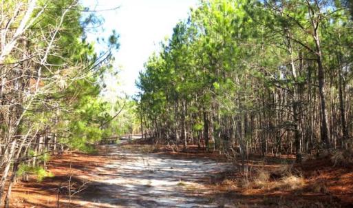 Photo of UNDER CONTRACT!!  12.25 Acres of Hunting Land For Sale in Scotland County NC!