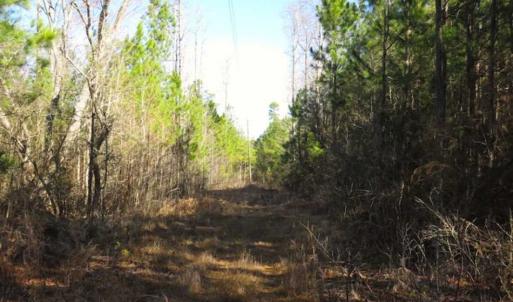 Photo of UNDER CONTRACT!!  12.25 Acres of Hunting Land For Sale in Scotland County NC!