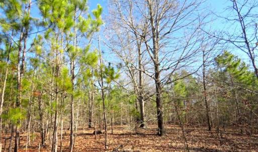 Photo of UNDER CONTRACT!!  12.25 Acres of Hunting Land For Sale in Scotland County NC!