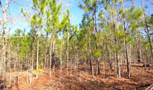 Photo of UNDER CONTRACT!!  12.25 Acres of Hunting Land For Sale in Scotland County NC!
