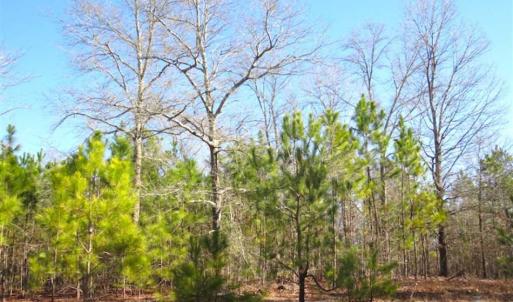 Photo of UNDER CONTRACT!!  12.25 Acres of Hunting Land For Sale in Scotland County NC!