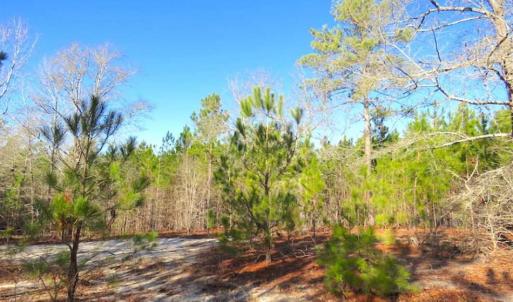 Photo of UNDER CONTRACT!!  12.25 Acres of Hunting Land For Sale in Scotland County NC!