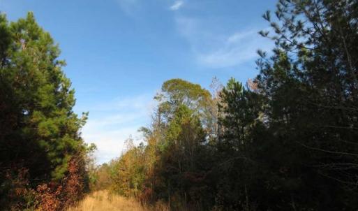 Photo of UNDER CONTRACT!!  115 Acres of Hunting Land For Sale in Columbus County NC!