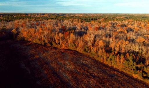Photo of UNDER CONTRACT!!  115 Acres of Hunting Land For Sale in Columbus County NC!