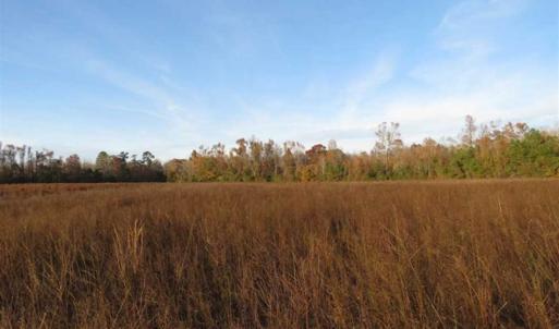 Photo of UNDER CONTRACT!!  115 Acres of Hunting Land For Sale in Columbus County NC!