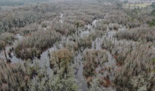 Photo of SOLD!!  20 Acres of Hunting Land For Sale in Robeson County NC!