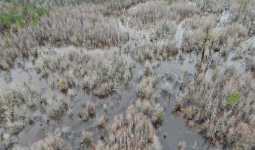 Photo of SOLD!!  20 Acres of Hunting Land For Sale in Robeson County NC!