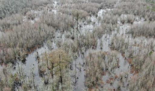 Photo of SOLD!!  20 Acres of Hunting Land For Sale in Robeson County NC!