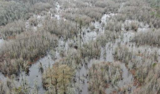 Photo of SOLD!!  20 Acres of Hunting Land For Sale in Robeson County NC!