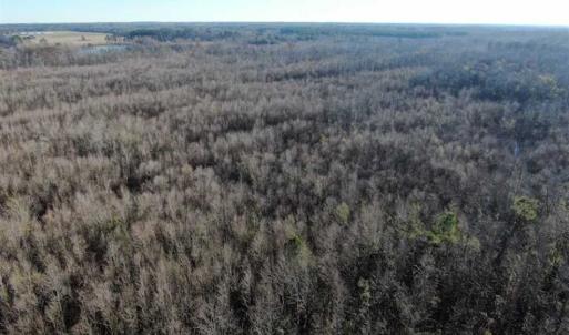 Photo of SOLD!!  125 Acres of Hunting Land For Sale in Robeson County NC!