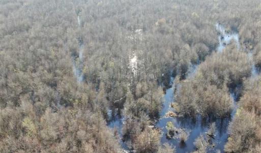 Photo of SOLD!!  125 Acres of Hunting Land For Sale in Robeson County NC!
