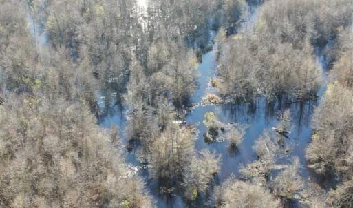 Photo of SOLD!!  125 Acres of Hunting Land For Sale in Robeson County NC!