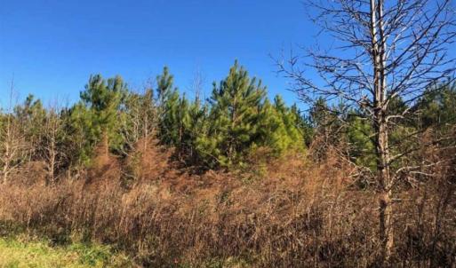 Photo of SOLD!!  27 Acre Marina and Waterfront Land For Sale in Chowan County NC!