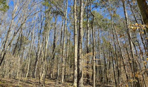 Photo of SOLD!! 37.31 Acres of Multi-Use Land For Sale in Person County NC!
