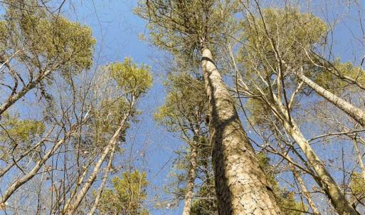 Photo of SOLD!! 37.31 Acres of Multi-Use Land For Sale in Person County NC!