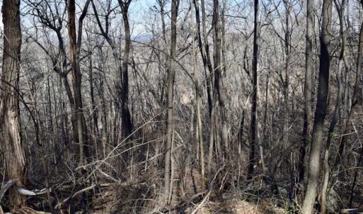 Photo of SOLD!!  6 Acres of Hunting and Residential Land For Sale in Franklin County VA!