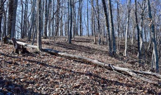 Photo of SOLD!!  81 Acres of Hunting and Recreational Land For Sale in Franklin County VA!
